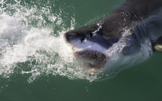 Shark open mouth teeth night - sharp claw free wallpaper