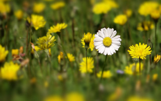 Flower field bokeh shallow depth - naturalism free wallpaper