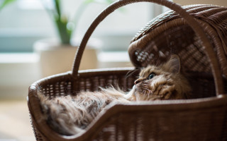 Cat basket plant stilllife photorealistic - boleslaw cybi free wallpaper