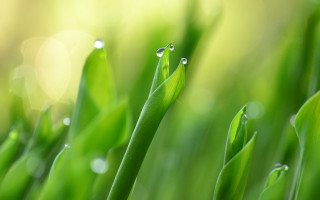 Green plant water drops bokeh - a green plant free wallpaper