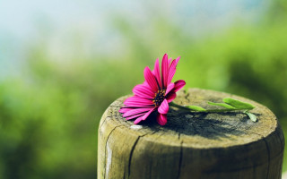 Pink flower wooden post green - a pink flower free wallpaper