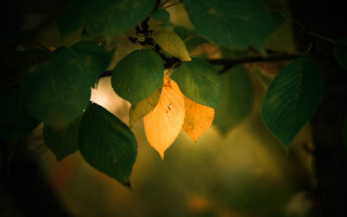 Leafy tree autumn shining leaves - branch free wallpaper