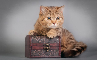 Cat suitcase gray background detailed - detail free wallpaper