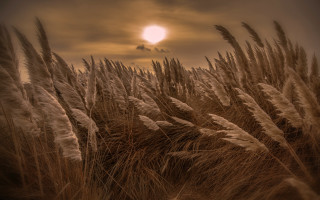 Sunset field grass clouds mountain - the sun in the background free wallpaper