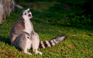 Lemur grass blurry background nature - a tail free wallpaper