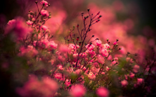 Pink flowers grass blurry background - a microscopic photo free wallpaper