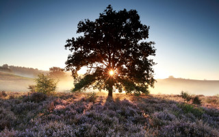 Tree sun fog bush forest - a flemish baroque free wallpaper