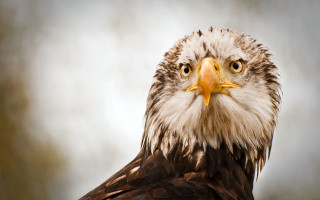 Bald eagle yellow beak brown - a yellow beak free wallpaper