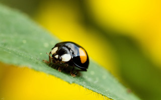 Ladybug greenleaf sunny yellowflowers macro - yellow flower free wallpaper