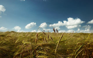 Grass sky clouds horizon landscape - heavy grain free wallpaper