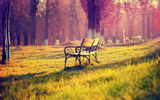 Park bench grass trees cemetery - a park bench free wallpaper