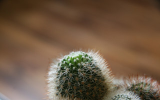 Cactus flower fireworks night macro - clovis trouille free wallpaper
