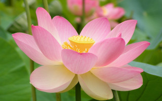 Pink flower green leaves yellow 3 - a pink flower free wallpaper