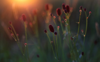 Flowers field sunset macro shallow - a close up of a bunch free wallpaper
