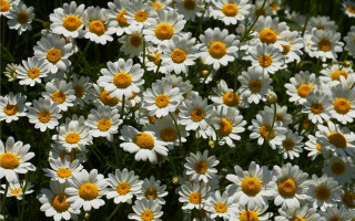 Yellow flowers field bee bouquet - a green stem free wallpaper