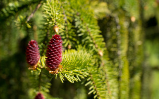 Pine cones needles nature bokeh - a close up of a pine tree free wallpaper