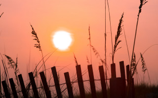 Fence grass sunset bird moon - a fence free wallpaper