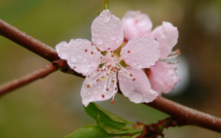 White flower water droplets macro 4 - naturalism free wallpaper