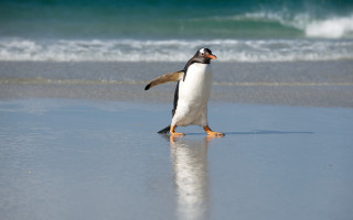 Penguin beach ocean waves surfboard - a surfboard in the foreground free wallpaper