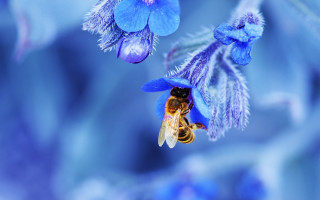 Bee blue flower macro nature - a bee free wallpaper