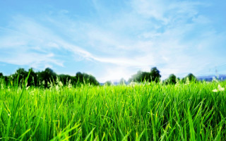 Green grass blue sky trees - a few cloud free wallpaper