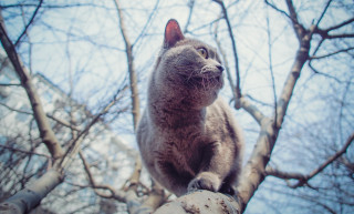 Curious cat on branch sky - curious free wallpaper