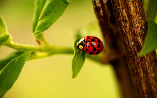 Ladybug green leaf branch bokeh - background of leaves free wallpaper