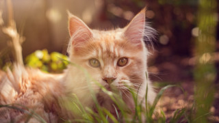Cat grass sad eye blurry - animal free wallpaper for desktop
