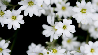 White flowers yellow centers macro 2 - white flower free wallpaper