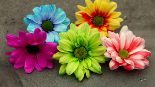 Colorful flowers sidewalk bouquet daisy - colorful flower free wallpaper