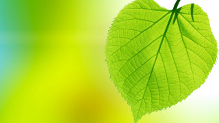 Green leaf gradient background parasol - thin free wallpaper