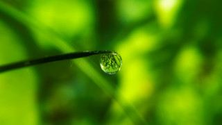 Water drop green leaf bokeh - a drop of water free wallpaper