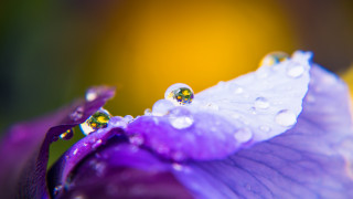 Purple flower water droplets yellow - a purple flower free wallpaper