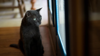 Black cat serious eyes shallow - a black cat free wallpaper