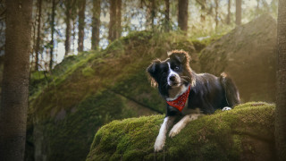 Dog red bandana mossy rock - mossy free wallpaper