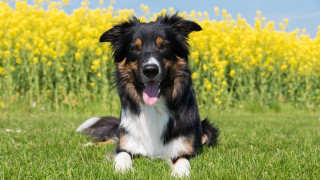 Dog tongue out field yellow - the background free wallpaper
