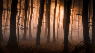 Foggy night forest trees light - tall tree free wallpaper