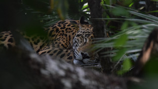 Leopard hiding in jungle camouflage - carlos catasse free wallpaper for desktop