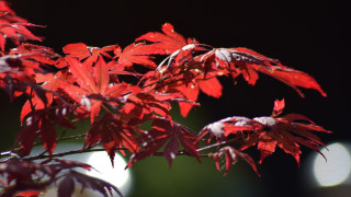 Red leaves moonlight autumn branch - the background free wallpaper