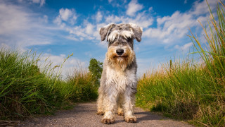 Shaggy dog dirt road tall - tall grass free wallpaper