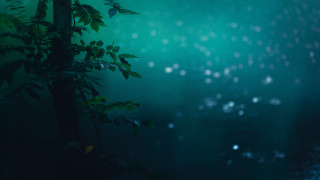 Rainy night tree leaves fireflies - firefly free wallpaper