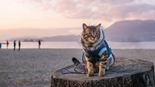 Cat sweater leash beach stump - a tree stump free wallpaper