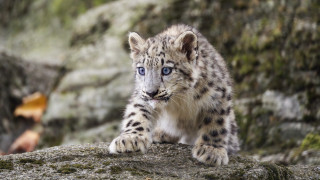 Snow leopard cub blue eyes - a rock in front free wallpaper