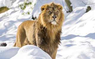 Lion snowy wildlife portrait nature - farid mansour free wallpaper