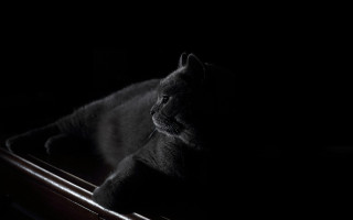Cat wooden box dark chiaroscuro - chris friel free wallpaper