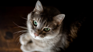 Black cat green eyes on - a wooden floor free wallpaper
