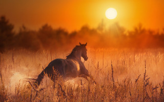 Horse field sunset trees moon - impressionist free wallpaper