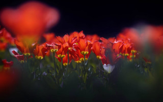 Red flowers yellow centers green - green stem free wallpaper