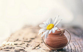 Flower clay vase wooden table - 8k artistic photography free wallpaper