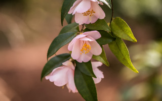 Pink flower green leaves branch - arabesque free wallpaper for desktop